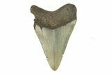 Bargain, Fossil Megalodon Tooth - Serrated Blade #272827-1